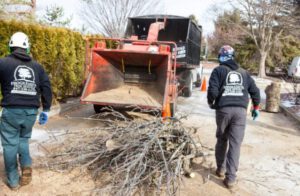 Tree Removal