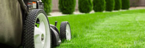 lawn services